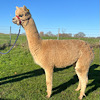 TOFT Jargel Elite Brown huacaya female for sale at TOFT Alpaca Stud